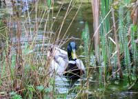 1-Enten_1661.jpg