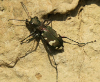 Cicindela_1648a.jpg