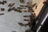 IMG_9739 Ameisenportal.JPG (497.7 KiB) 93335-mal betrachtet IMG_9739 Ameisenportal.JPG