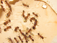 Neue Manica Gyne.JPG (1.55 MiB) 145046-mal betrachtet Neue Manica Gyne.JPG