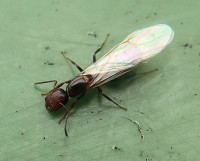 Col.trunc._1881.jpg (275.39 KiB) 90785-mal betrachtet Col.trunc._1881.jpg