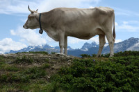 Panorama-mit-Kuh_1943.jpg (996.71 KiB) 130875-mal betrachtet Panorama-mit-Kuh_1943.jpg