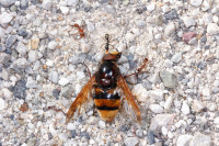 _MG_2928.JPG (860.59 KiB) 18337-mal betrachtet _MG_2928.JPG