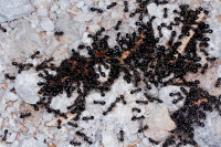 _MG_2935.JPG (769.93 KiB) 18337-mal betrachtet _MG_2935.JPG