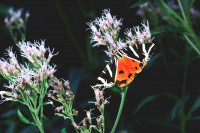 _MG_2953a.jpg (467.82 KiB) 18337-mal betrachtet _MG_2953a.jpg