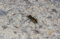 _MG_2977.JPG (634.75 KiB) 18337-mal betrachtet _MG_2977.JPG