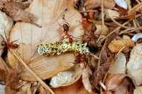 _MG_2991.JPG (574.1 KiB) 18337-mal betrachtet _MG_2991.JPG