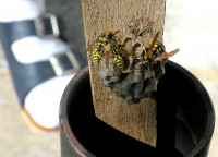 Polistes2_84.jpg (730.21 KiB) 216323-mal betrachtet Polistes2_84.jpg