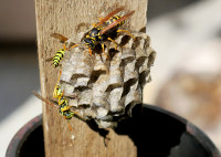 Polistes3_85.jpg (875.73 KiB) 184854-mal betrachtet Polistes3_85.jpg