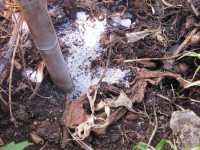 Oryttus concinnus altes Nest zugescharrt.JPG (587.53 KiB) 215764-mal betrachtet Oryttus concinnus altes Nest zugescharrt.JPG