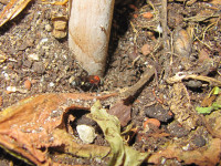 Oryttus concinnus beim alten Nesteingang.JPG (1.11 MiB) 214406-mal betrachtet Oryttus concinnus beim alten Nesteingang.JPG