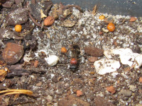 Oryttus concinnus Nesteingang zugescharrt.JPG (875.06 KiB) 214406-mal betrachtet Oryttus concinnus Nesteingang zugescharrt.JPG