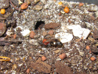 Oryttus concinnus vor geöffnetem Nesteingang.JPG (1.02 MiB) 214371-mal betrachtet Oryttus concinnus vor geöffnetem Nesteingang.JPG