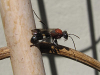 Oryttus concinnus putzt sich.JPG (551.63 KiB) 214371-mal betrachtet Oryttus concinnus putzt sich.JPG