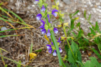 DSC04487.JPG (363.18 KiB) 26354-mal betrachtet DSC04487.JPG