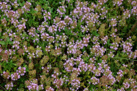 DSC04492.JPG (750.33 KiB) 26354-mal betrachtet DSC04492.JPG