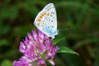 DSC04496.JPG (267.65 KiB) 26357-mal betrachtet DSC04496.JPG