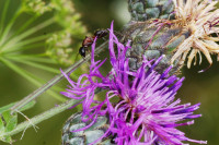 DSC04520.JPG (419.85 KiB) 26354-mal betrachtet DSC04520.JPG