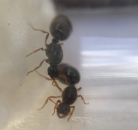 85ED1302-EBAF-4A85-944A-B576561C8059.jpeg (494.79 KiB) 93115-mal betrachtet 85ED1302-EBAF-4A85-944A-B576561C8059.jpeg