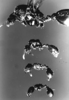 Bild 1-Tetr.IS-204.jpg (554.19 KiB) 104126-mal betrachtet Bild 1-Tetr.IS-204.jpg