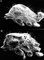 Bild 3-S-22c,d-scan.jpg (568.63 KiB) 104158-mal betrachtet Bild 3-S-22c,d-scan.jpg