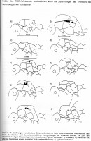 Bild-4-S.23-207.jpg (505.85 KiB) 104158-mal betrachtet Bild-4-S.23-207.jpg