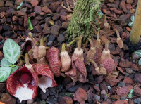 4-Aristol.arborea-164.jpg (947.41 KiB) 135348-mal betrachtet 4-Aristol.arborea-164.jpg