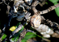 3-Theba-im-Gestrüpp_2304.jpg (426.02 KiB) 106473-mal betrachtet 3-Theba-im-Gestrüpp_2304.jpg