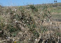 4-Theba-im-Gestrüpp_2306.jpg (955.63 KiB) 106458-mal betrachtet 4-Theba-im-Gestrüpp_2306.jpg