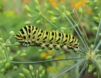 1-Schwalbenschwanz- Raupe 3278.jpg (125.7 KiB) 22760-mal betrachtet 1-Schwalbenschwanz- Raupe 3278.jpg