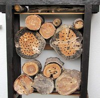 1-Bienenfavela_4254.jpg (117.96 KiB) 99731-mal betrachtet 1-Bienenfavela_4254.jpg