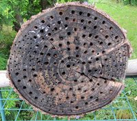 2-alte-Nistscheibe_4255.jpg (140.88 KiB) 99726-mal betrachtet 2-alte-Nistscheibe_4255.jpg