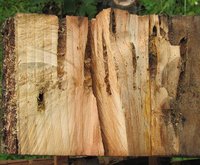 3-Stück-von-Scheibe-ausgesä.jpg (112.89 KiB) 99743-mal betrachtet 3-Stück-von-Scheibe-ausgesä.jpg