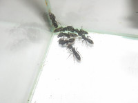 Ectomo1.JPG (299.23 KiB) 116238-mal betrachtet Ectomo1.JPG