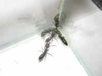 Ectomo3.JPG (694.98 KiB) 116231-mal betrachtet Ectomo3.JPG