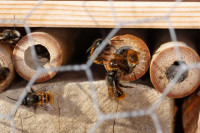 DSC05557.JPG (440.25 KiB) 18339-mal betrachtet DSC05557.JPG