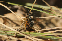 DSC05567.JPG (331.99 KiB) 18339-mal betrachtet DSC05567.JPG