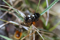 DSC05542.JPG (312.46 KiB) 18307-mal betrachtet DSC05542.JPG