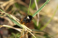 DSC05546.JPG (285.55 KiB) 18340-mal betrachtet DSC05546.JPG