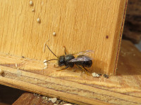 Osmia cf cornuta altes Männchen.JPG