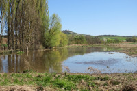 2-Biber-775_4.jpg (974.9 KiB) 143334-mal betrachtet 2-Biber-775_4.jpg