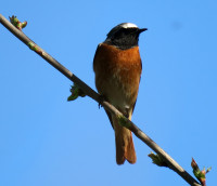 4-Biber,-Rotschw.782_5.jpg (407.97 KiB) 142851-mal betrachtet 4-Biber,-Rotschw.782_5.jpg