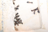 20200421 Dolichoderus Drosophila.JPG