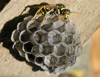 3-Polistes-Lv-824.jpg