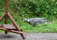 2-Ringeltaube_887.jpg