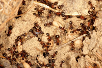 DSC09282.JPG (820.87 KiB) 15010-mal betrachtet DSC09282.JPG