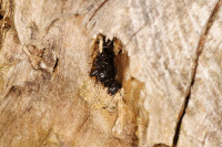 DSC09285.JPG (530.46 KiB) 15010-mal betrachtet DSC09285.JPG