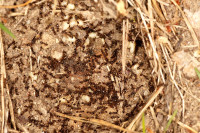 DSC09289.JPG (831.12 KiB) 14967-mal betrachtet DSC09289.JPG