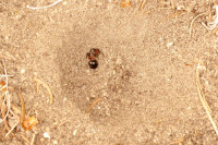 DSC09294.JPG (806.09 KiB) 14967-mal betrachtet DSC09294.JPG