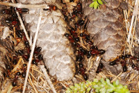 DSC09307.JPG (843.19 KiB) 14967-mal betrachtet DSC09307.JPG